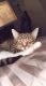 American Shorthair Cats for sale in Haverhill, MA, USA. price: $200