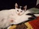 American Shorthair Cats for sale in Plains Township, PA, USA. price: NA