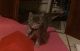 American Shorthair Cats for sale in Youngstown, OH 44509, USA. price: NA