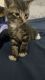 American Shorthair Cats for sale in 1 3rd St, New Rochelle, NY 10801, USA. price: $85
