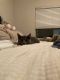 American Shorthair Cats for sale in Jacksonville, FL, USA. price: NA