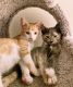 American Shorthair Cats for sale in Boston, MA, USA. price: $230