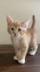 American Shorthair Cats for sale in Brooklyn, NY, USA. price: $250