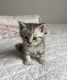 American Shorthair Cats for sale in Brooklyn, NY 11229, USA. price: $1,450