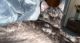 American Shorthair Cats for sale in Belleville, IL, USA. price: NA