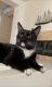 American Shorthair Cats for sale in Palm Desert, CA 92211, USA. price: NA