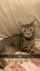 American Shorthair Cats for sale in Woodford, VA 22580, USA. price: $150