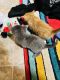 American Shorthair Cats for sale in Westbury, NY, USA. price: $150