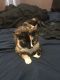 American Shorthair Cats for sale in East St Louis, IL, USA. price: $50