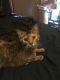 American Shorthair Cats for sale in East St Louis, IL, USA. price: $50