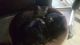 American Shorthair Cats for sale in Toledo, OH, USA. price: $20