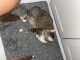 American Shorthair Cats for sale in 1 53rd St SE, Washington, DC 20019, USA. price: NA