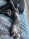 American Shorthair Cats for sale in Orlando, FL, USA. price: $60