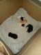 American Shorthair Cats for sale in Wellington, FL, USA. price: NA