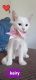 American Shorthair Cats for sale in Anaheim, CA, USA. price: $150