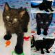 American Shorthair Cats for sale in Anaheim Hills, Anaheim, CA, USA. price: $150