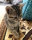 American Shorthair Cats for sale in Portland, OR 97233, USA. price: $15