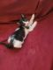 American Shorthair Cats for sale in Random Lake, WI 53075, USA. price: NA