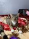 American Shorthair Cats for sale in Lathrop, CA, USA. price: $20