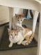 American Shorthair Cats for sale in 9825 Hershey St, Knights Landing, CA 95645, USA. price: NA
