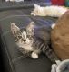 American Shorthair Cats for sale in Castle Rock, CO, USA. price: $175