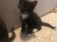 American Shorthair Cats for sale in Augusta, GA, USA. price: NA