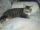 American Shorthair Cats for sale in Tawas City, MI 48763, USA. price: NA