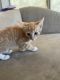 American Shorthair Cats for sale in Fontana, CA, USA. price: $50
