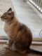 American Shorthair Cats for sale in St Michael, MN, USA. price: NA