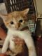 American Shorthair Cats for sale in Bolingbrook, IL, USA. price: $2,500