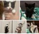 American Shorthair Cats for sale in Cullman, AL, USA. price: NA