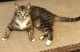 American Shorthair Cats for sale in Portland, OR 97233, USA. price: NA
