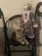 American Shorthair Cats for sale in Longview, WA, USA. price: NA
