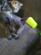American Shorthair Cats for sale in Sparta, TN 38583, USA. price: NA