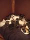 American Shorthair Cats for sale in St. Louis, MO, USA. price: NA