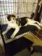 American Shorthair Cats for sale in Bolingbrook, IL, USA. price: $25