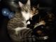 American Shorthair Cats for sale in 711 Bond St, Copperas Cove, TX 76522, USA. price: NA