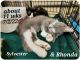 American Shorthair Cats for sale in Staunton, VA 24401, USA. price: $65
