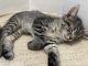 American Shorthair Cats for sale in Pico Rivera, CA 90660, USA. price: $30