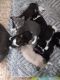 American Shorthair Cats for sale in Pittsburgh, PA, USA. price: $30