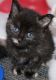 American Shorthair Cats for sale in Eau Claire, WI, USA. price: $200