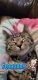 American Shorthair Cats for sale in Mishawaka, IN, USA. price: NA