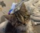 American Shorthair Cats for sale in Hardinsburg, KY, USA. price: NA