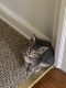 American Shorthair Cats for sale in Maple Heights, OH, USA. price: $500