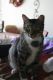 American Shorthair Cats for sale in Ocklawaha, FL 32179, USA. price: NA