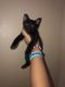 American Shorthair Cats for sale in Tucson, AZ, USA. price: $40