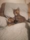 American Shorthair Cats for sale in 1343 Ed Booth Rd, Westfield, NC 27053, USA. price: NA