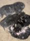 American Shorthair Cats for sale in Durham, NC, USA. price: NA