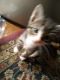 American Shorthair Cats for sale in Rome, NY, USA. price: NA