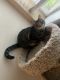 American Shorthair Cats for sale in Beaverton, OR, USA. price: $200
